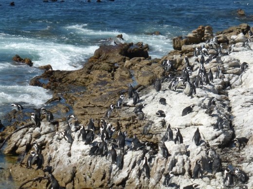 There is a penguin colony at Betty's Bay and it is a more relaxed experience than Boulders (and only R10!)