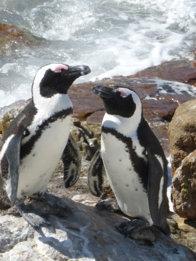 Got to love these fellas!