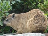 We saw lots of rock hyrax on the cliff walk into Hermanus.: by steve_and_emma, Views[357]