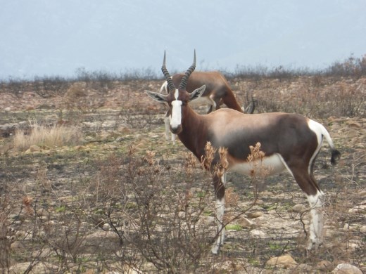 We saw quite a few of the rare Bontebok for which the park is named.