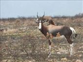 We saw quite a few of the rare Bontebok for which the park is named.: by steve_and_emma, Views[722]