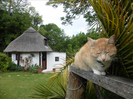 Our much loved Kili, after many adventures around Bathurst she is still resident at Morley House. We miss her loads.