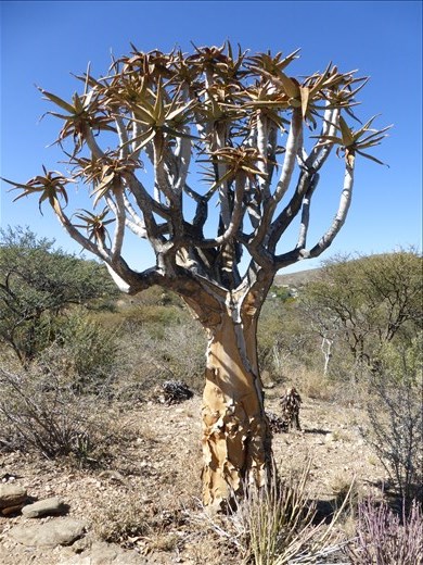 Botanical gardens in Windhoek.