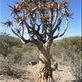 Botanical gardens in Windhoek. Views[78]