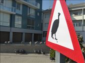 Rush hour in Swakopmund.: by steve_and_emma, Views[729]