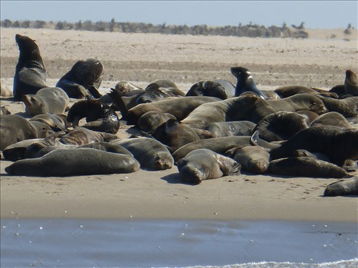 Seal in Walvis Bay.