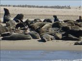 Seal in Walvis Bay.: by steve_and_emma, Views[221]