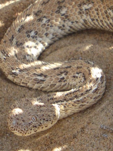 The sidewinder sleeps tonight.