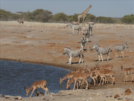 Many different species of game gather for a drink.