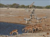 Many different species of game gather for a drink.: by steve_and_emma, Views[180]