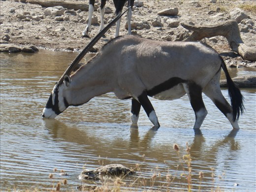 Oryx at a water hole in Etosha.