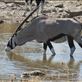 Oryx at a water hole in Etosha. Views[95]