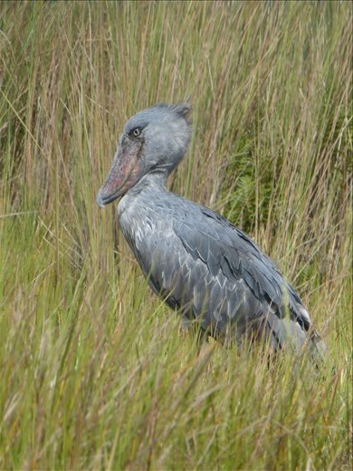 Finally a sighting of a shoe bill.