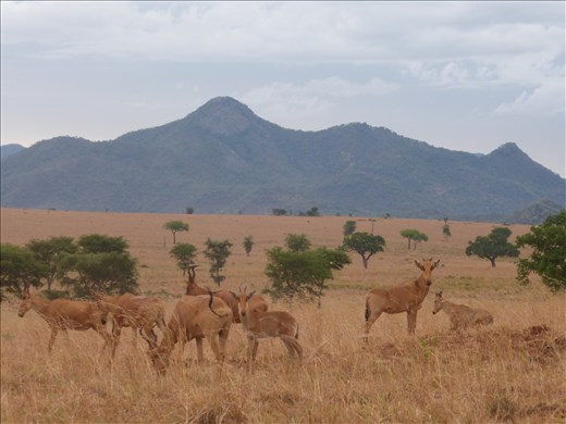 Hartebeest on the Kidepo plains.