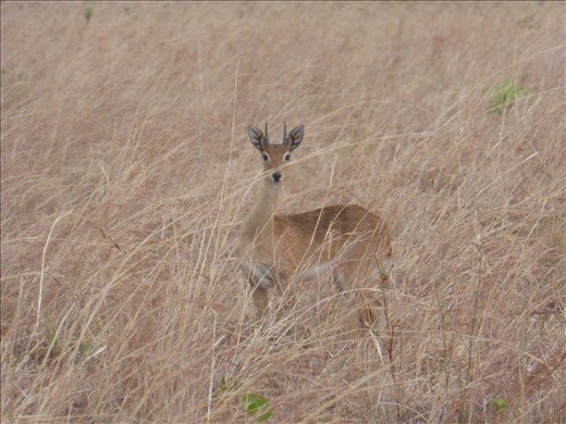 Oribi.
