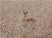 Oribi.: by steve_and_emma, Views[190]
