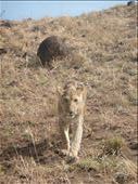 Young lion.: by steve_and_emma, Views[177]