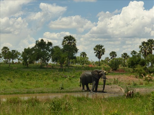 Lone elephant near the entrance to Murchison.