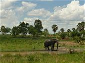 Lone elephant near the entrance to Murchison.: by steve_and_emma, Views[178]