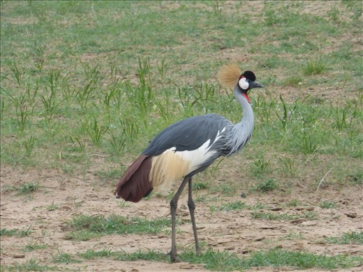 Uganda crane.
