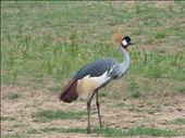 Uganda crane.: by steve_and_emma, Views[217]