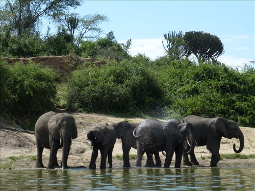 Ellies drinking in the Nile in QENP.