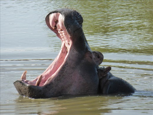 Keeping up the hippos in Lake Mburu.