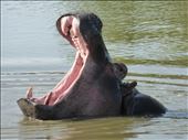 Keeping up the hippos in Lake Mburu.: by steve_and_emma, Views[343]
