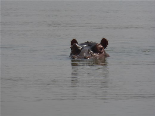 Hippo spotted in the lake at Bahir Dar during our boat trip.