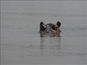 Hippo spotted in the lake at Bahir Dar during our boat trip.: by steve_and_emma, Views[122]
