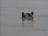 Hippo spotted in the lake at Bahir Dar during our boat trip.: by steve_and_emma, Views[71]