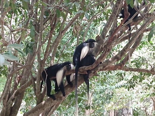 The colobus monkeys put in an appearance at the sanctuary.