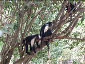 The colobus monkeys put in an appearance at the sanctuary.: by steve_and_emma, Views[234]