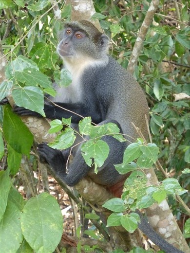 Ververt monkey in Diani. They have rope ladders across the road to avoid the traffic.
