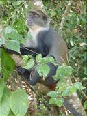 Ververt monkey in Diani. They have rope ladders across the road to avoid the traffic.: by steve_and_emma, Views[489]