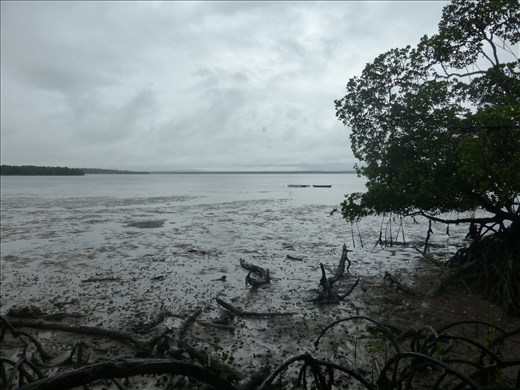Mangrove, Watamu.