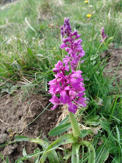 Orchids in the peaks.