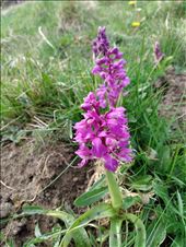 Orchids in the peaks.: by steve_and_emma, Views[216]