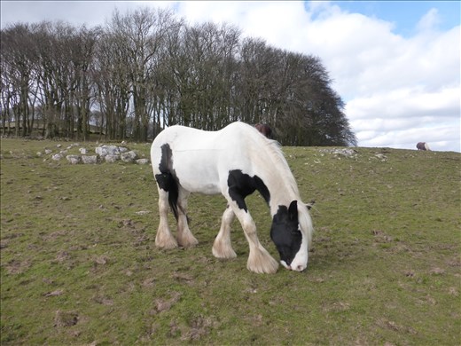 Fern Farm is also a riding school.