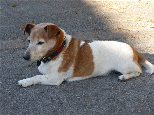 Basil the grumpiest dog in Buxton, if not the world.