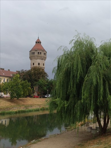 The Bega River ( or really canal) is lined with weeping willow trees.