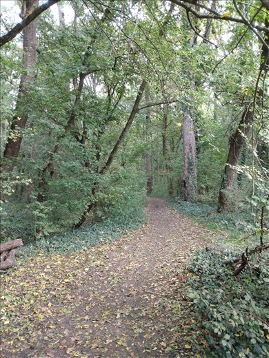 Padurea Verde (Green Forest) is a pleasant place for a walk on the edge of Timisoara.