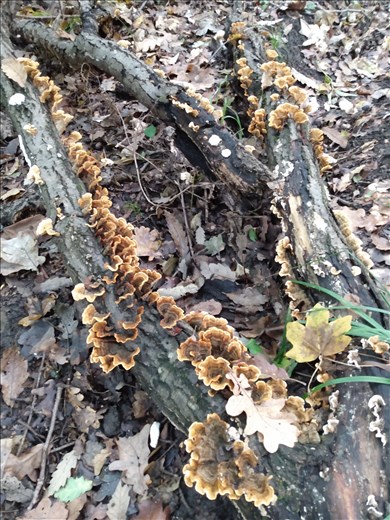 Lots of different shrooms growing in the forest.