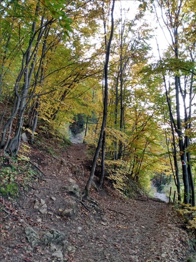 A walk through the forest up Mount Tampa.