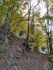 A walk through the forest up Mount Tampa.: by steve_and_emma, Views[173]