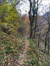 We had a lovely walk through the forests surrounding the town.: by steve_and_emma, Views[206]