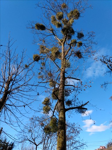 Mistletoe for the festive season.