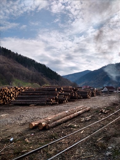 Logging in Viseu Valley.