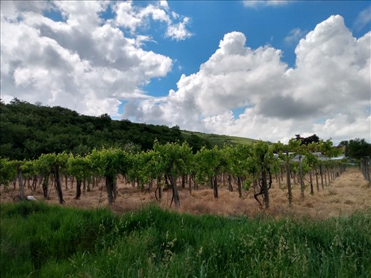There are quite a few vineyards around Paulis.