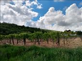 There are quite a few vineyards around Paulis.: by steve_and_emma, Views[348]